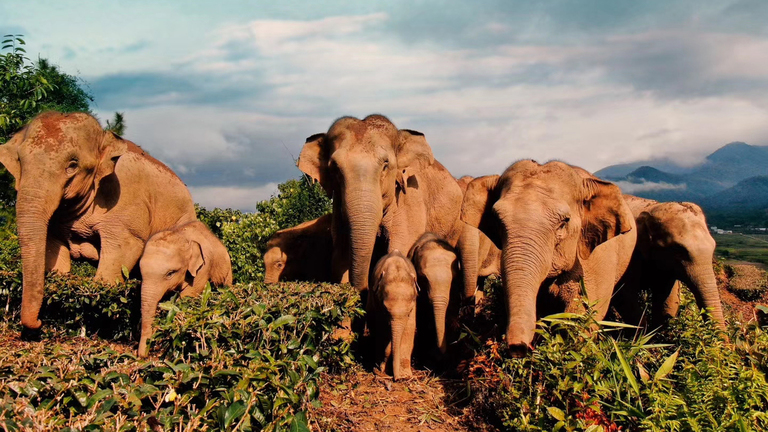 groep aziatische olifanten